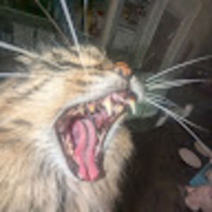 Meet your Posher, Payton